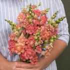 Madame Butterfly Bronze with White Snapdragon
