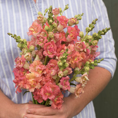 Madame Butterfly Bronze with White Snapdragon