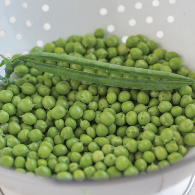 PLS 595 Shelling Peas