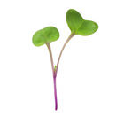 Radish, Hong Vit Microgreen Vegetables