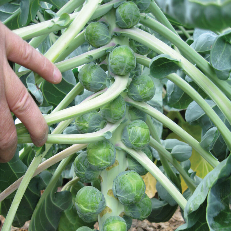 Divino Brussels Sprouts