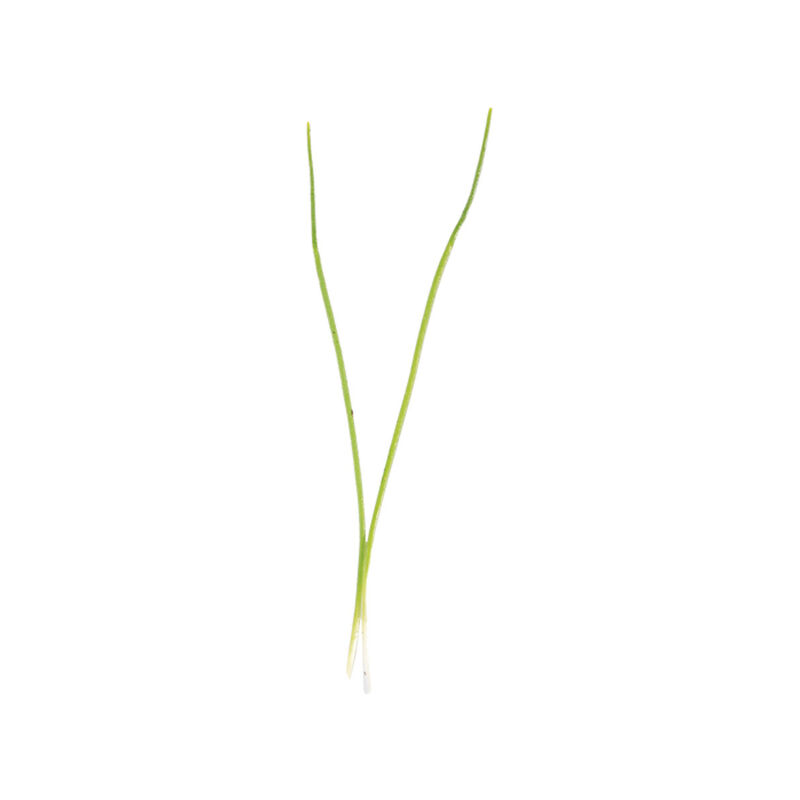 Leek Microgreen Vegetables