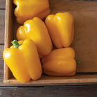 SVPB8415 Sweet Bell Peppers