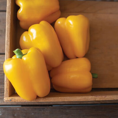 SVPB8415 Sweet Bell Peppers