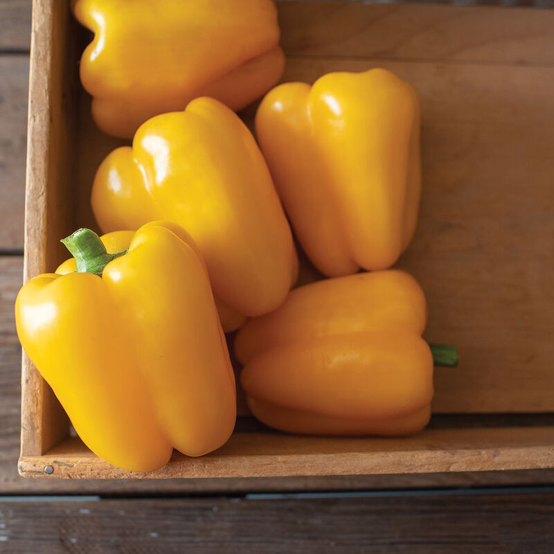 SVPB8415 Sweet Bell Peppers