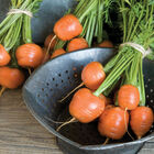 Atlas Main Crop Carrots