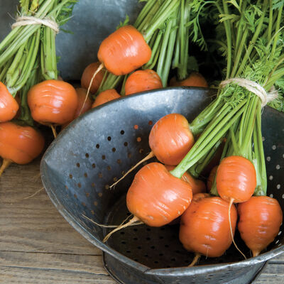 Atlas Main Crop Carrots