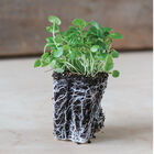 Watercress Microgreen Vegetables