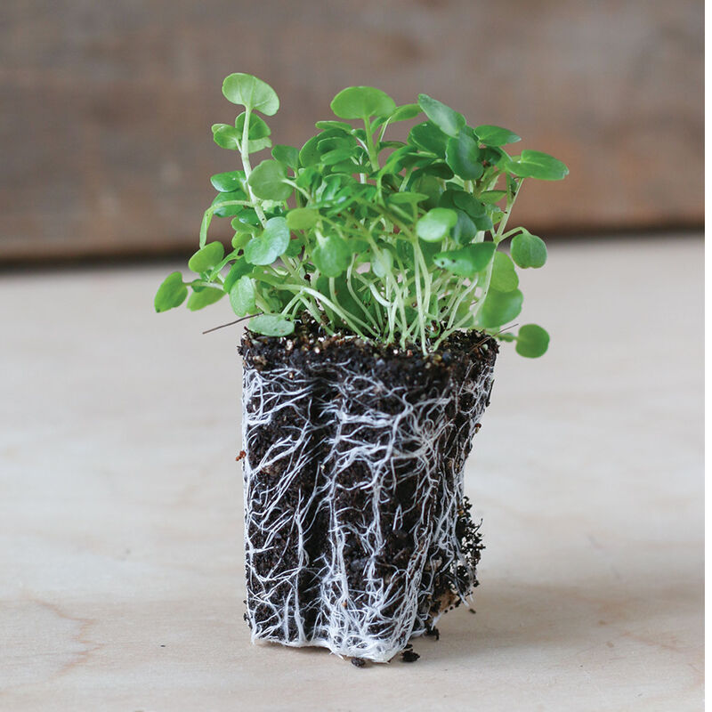 Watercress Microgreen Vegetables