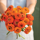Queeny Pure Orange Queeny Series