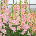 Chantilly&trade; Light Pink Snapdragon