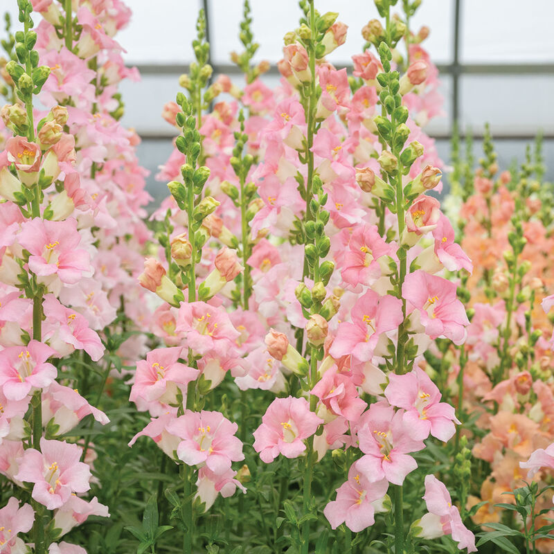 Chantilly&trade; Light Pink Snapdragon