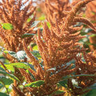 Hot Biscuits Hot Biscuits Amaranthus