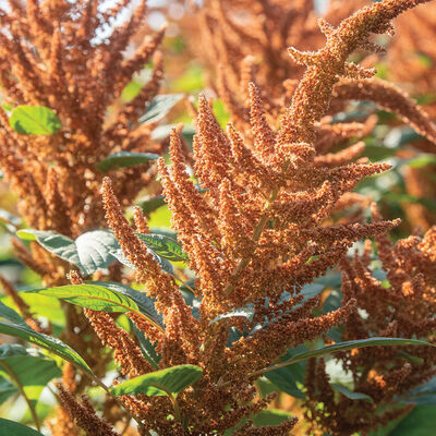 Hot Biscuits Hot Biscuits Amaranthus