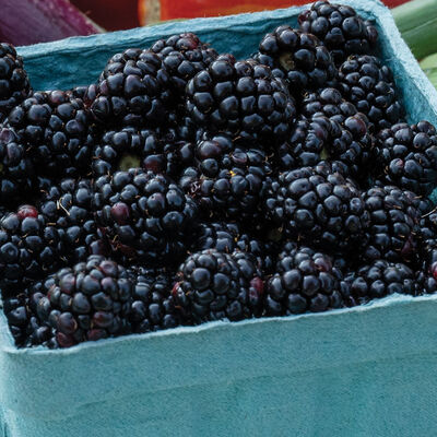 Triple Crown Blackberry