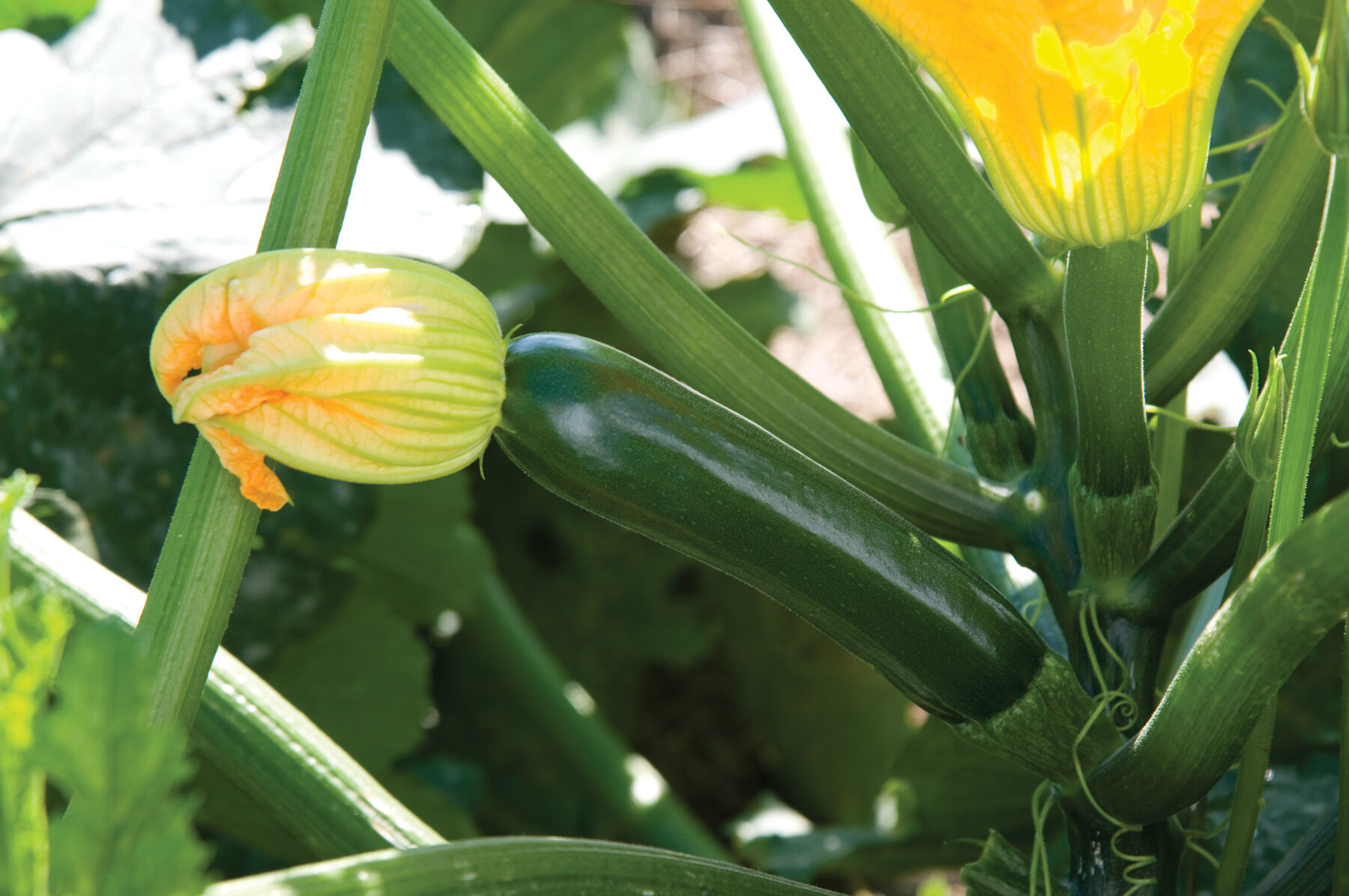 Johnny's Selected Seeds Noche Zucchini Squash Seed