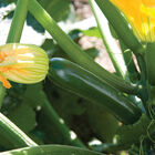 Noche Summer Squash