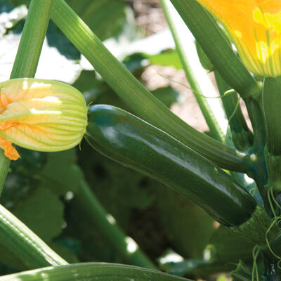 Noche Summer Squash