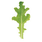 Sulu Oakleaf Lettuce