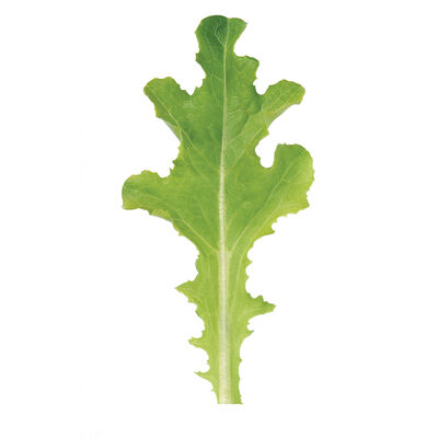 Sulu Oakleaf Lettuce