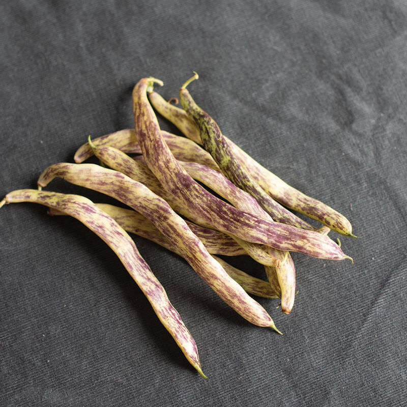 Meraviglia del Piemonte Bush Beans