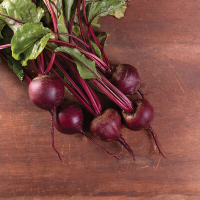 Moneta (Monogerm) Round Red Beets