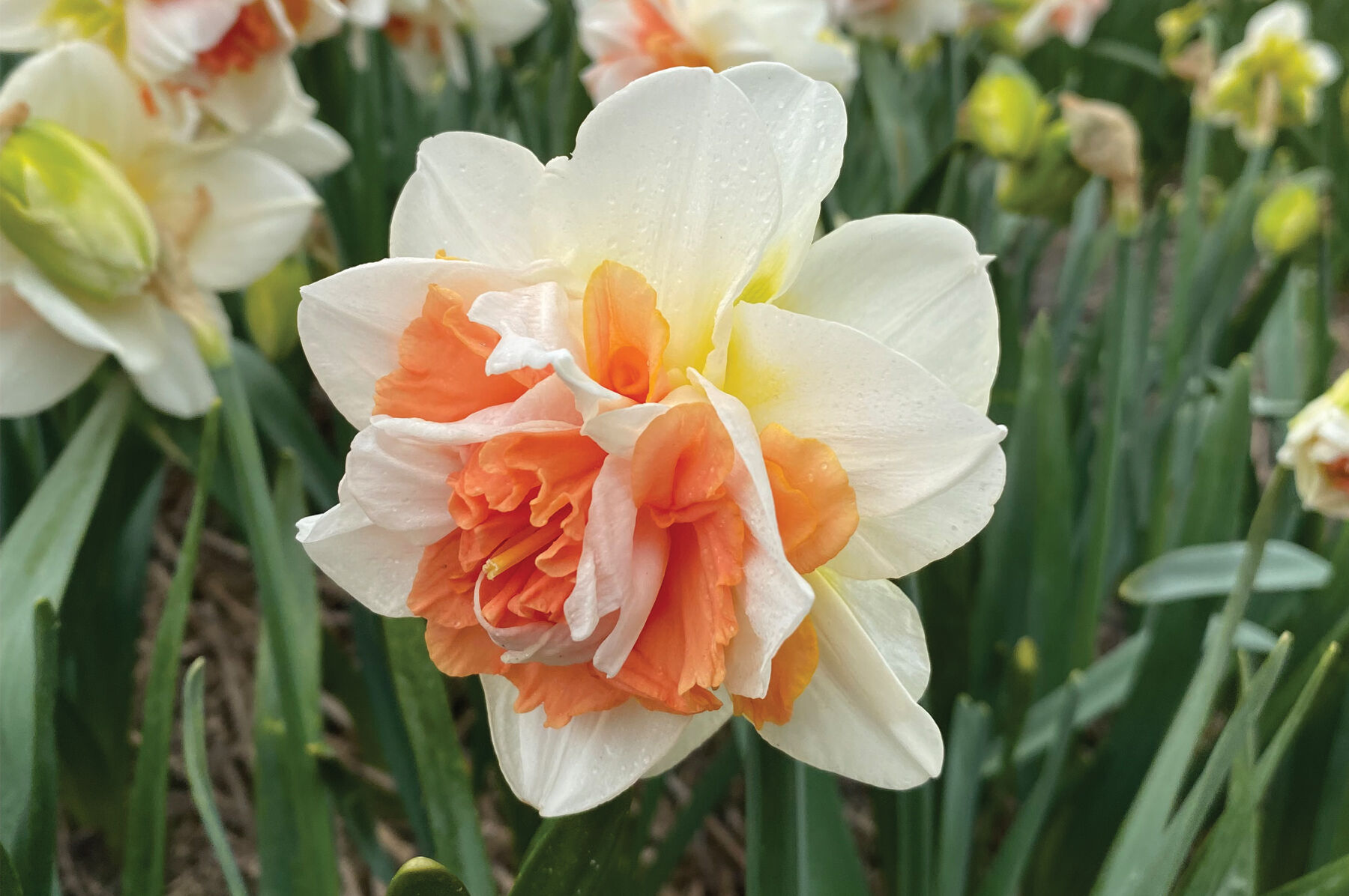 Johnny's Selected Seeds My Story Narcissus Bulb - Thumbnail 4