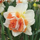 My Story® Narcissus