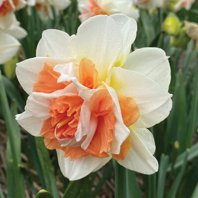 My Story® Narcissus