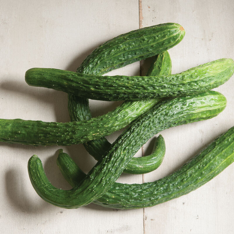 Suyo Long Specialty Cucumbers