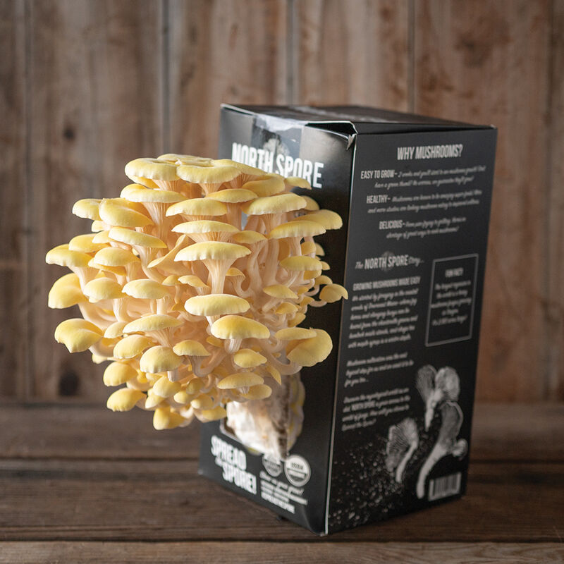 Golden Oyster 'Spray & Grow' Kit 'Spray & Grow' Kits