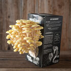 Golden Oyster 'Spray & Grow' Kit Mushrooms