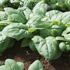 Kolibri Savoyed-Leaf Spinach