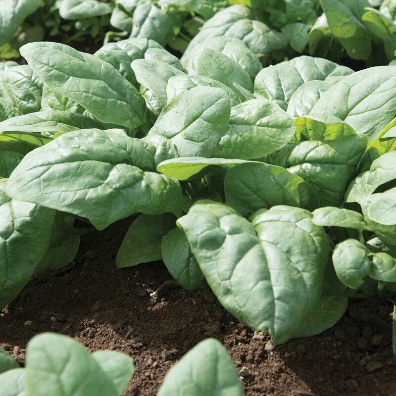 Kolibri Savoyed-Leaf Spinach