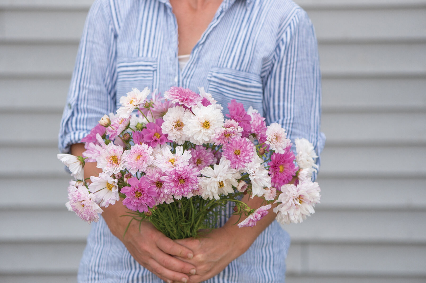 Double Click Bicolor Pink Cosmos