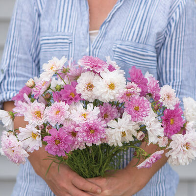 Double Click Bicolor Pink Double Click Bicolor Pink Cosmos