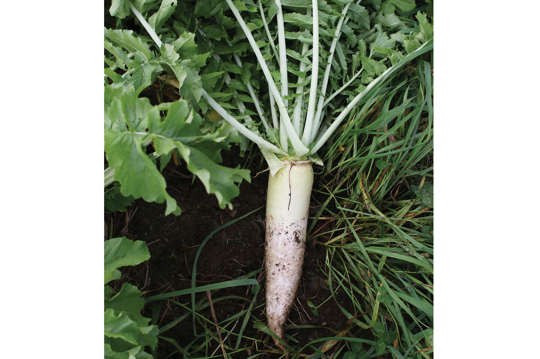 Oilseed Radish Radishes (Cover Crop)