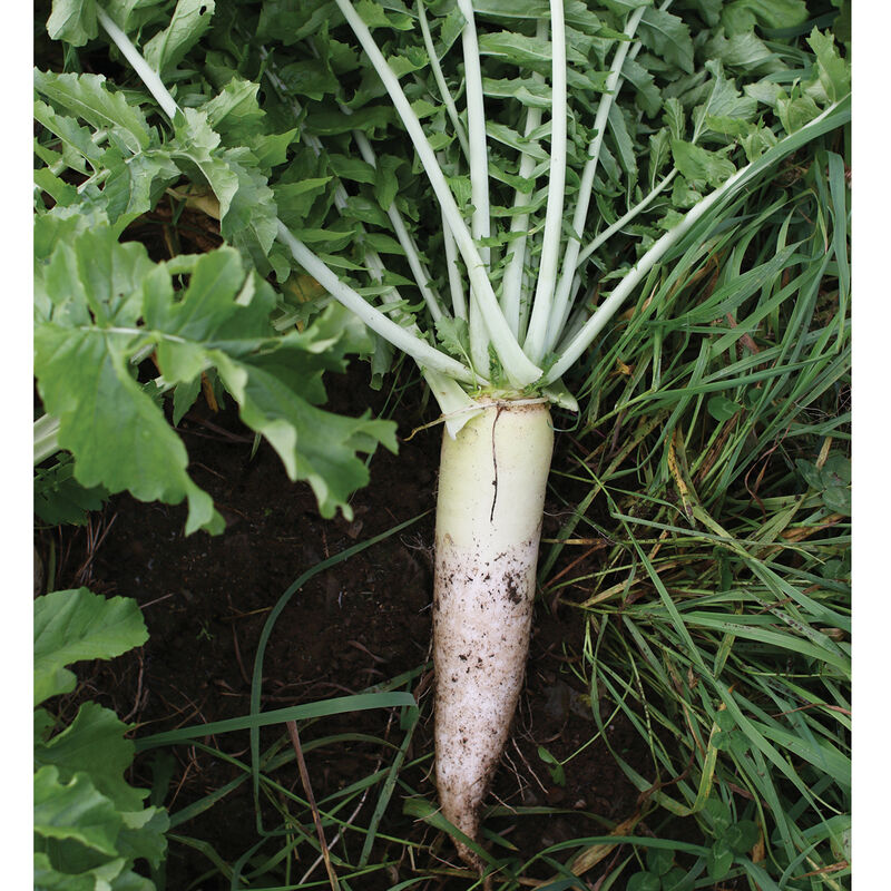 Oilseed Radish Oilseed Radish Radishes (Cover Crop)