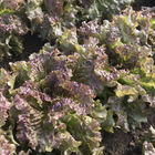 New Red Fire Leaf Lettuce