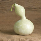 Bottle or Birdhouse Gourds