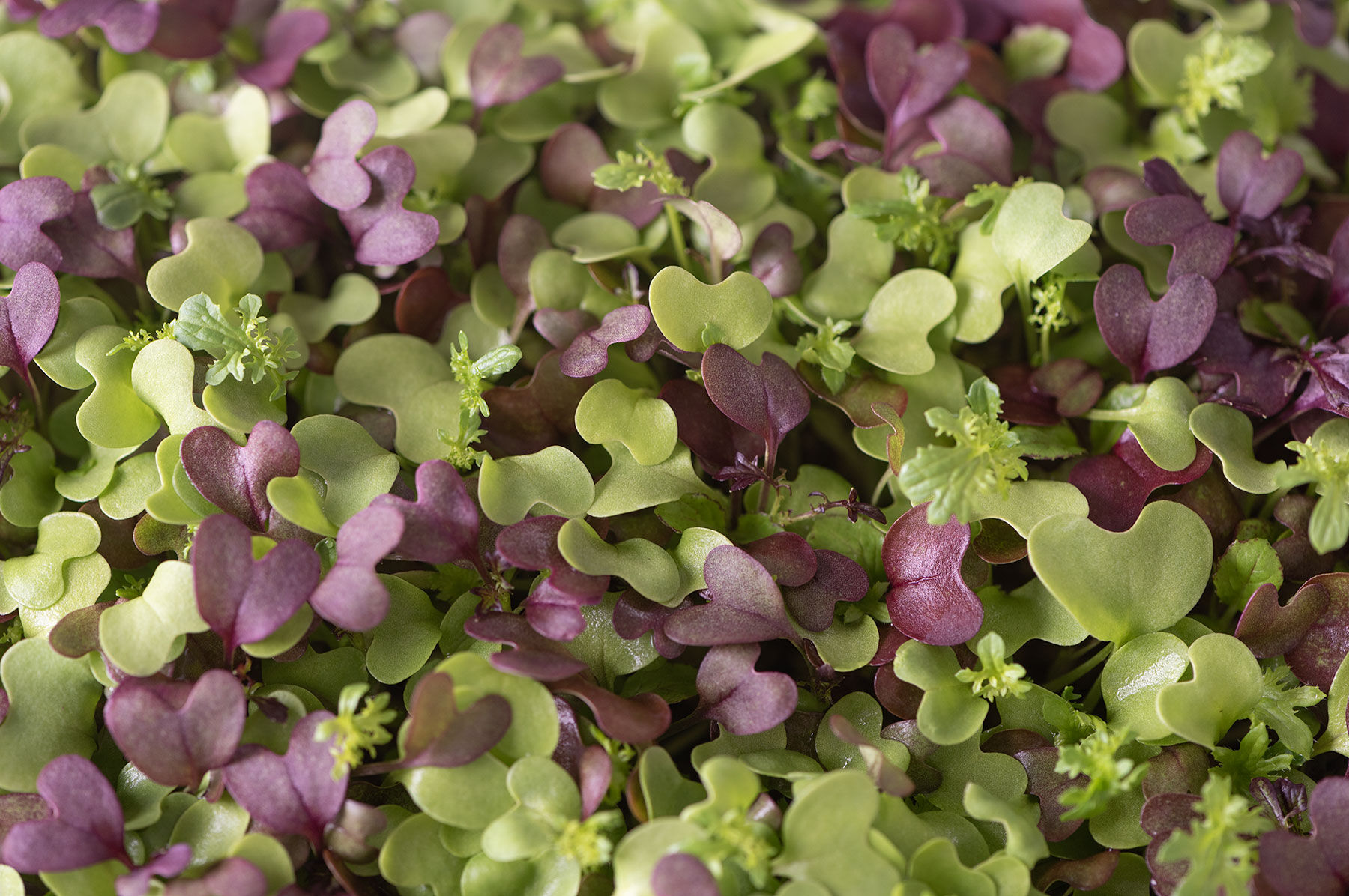 Spicy Micro Mix Microgreen Mixes