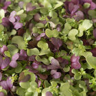 Spicy Micro Mix Spicy Micro Mix Microgreen Mixes