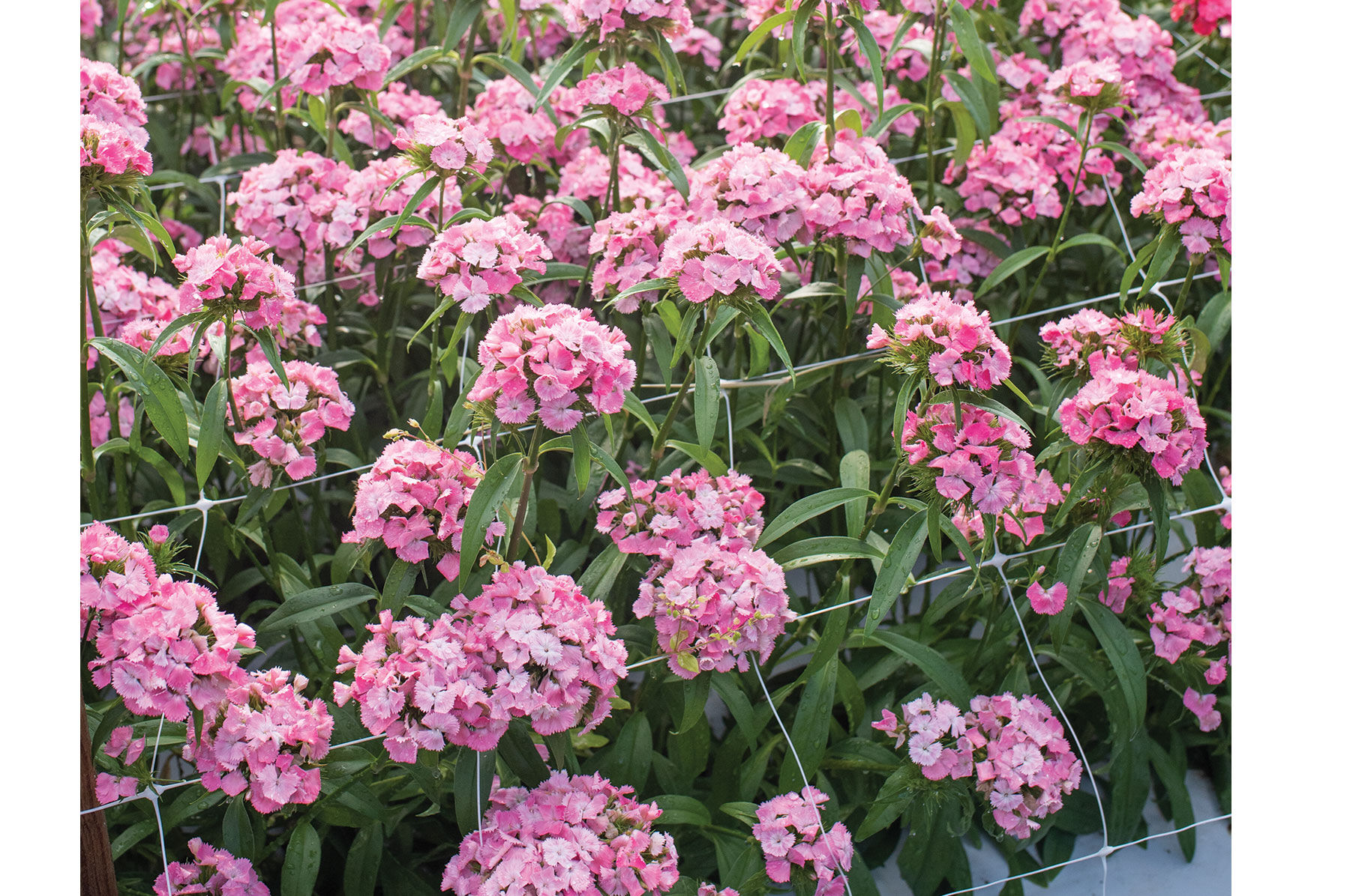 Sweet™ Pink - Pelleted (F1) Dianthus Seed | Johnny's Selected Seeds