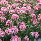Sweet™ Pink Dianthus (Sweet William)