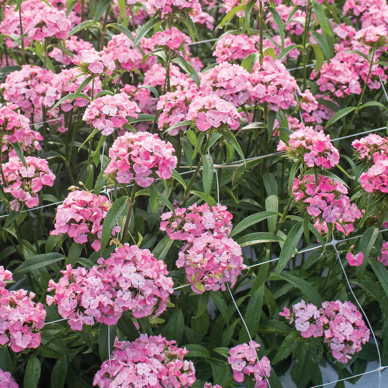 Sweet™ Pink Dianthus (Sweet William)