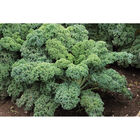 Starbor Starbor Kale