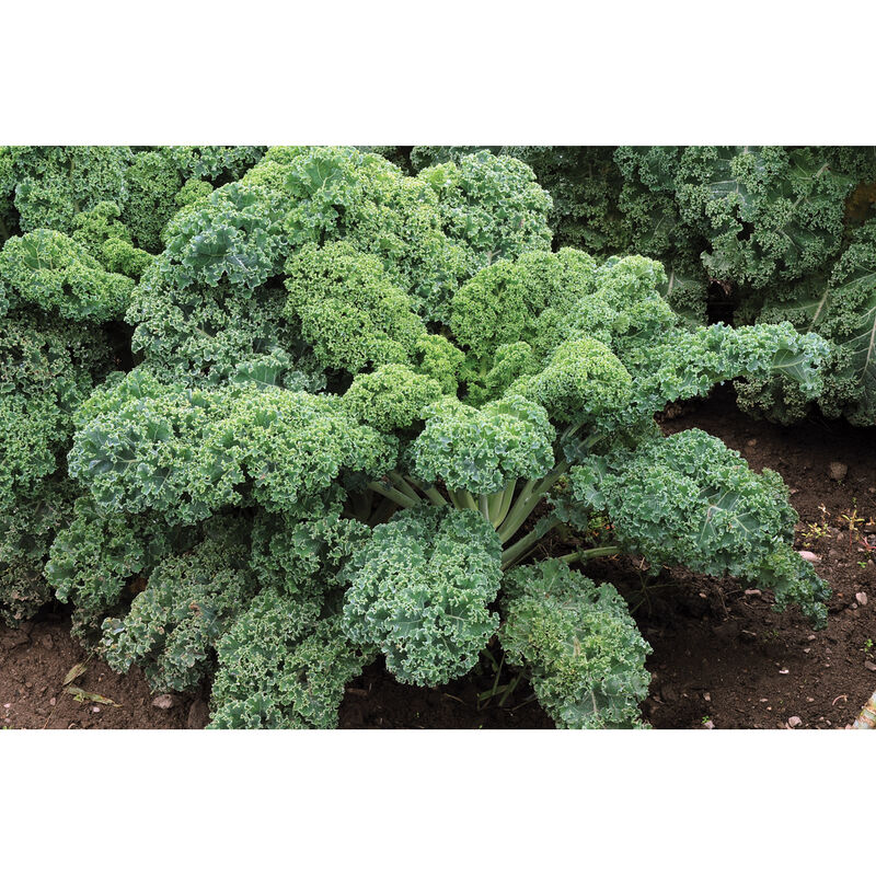 Starbor Starbor Kale