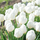 Hakuun Tulips