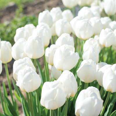 Hakuun Tulips