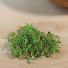 Marigold, Gem Microgreen Flowers
